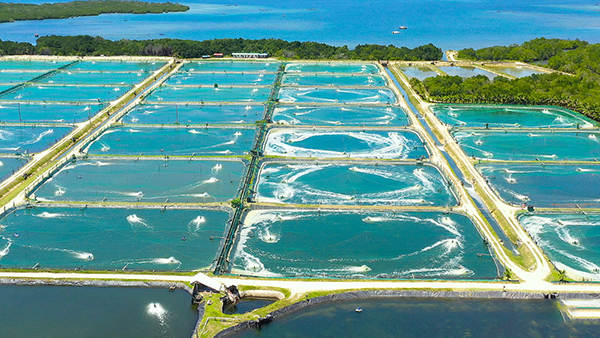 川瑾虾塘养殖的增氧机合作案例
